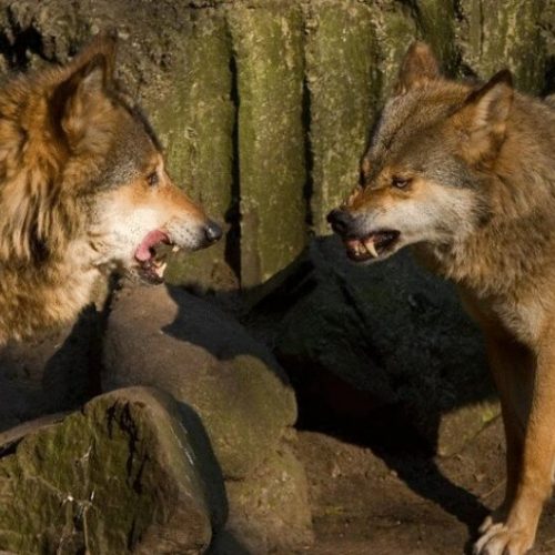 Почему люди кричат, когда ссорятся