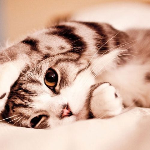 Почему кошка ложится на больное место человека