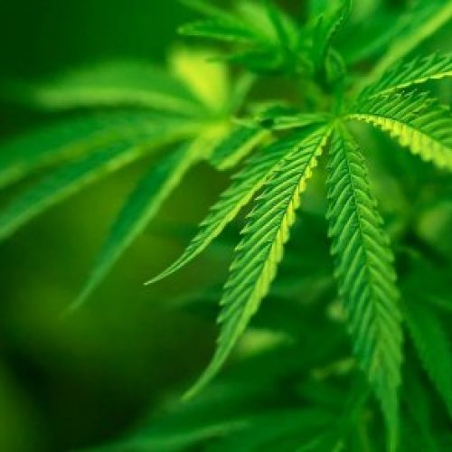 Марихуана. Лечим или калечим?