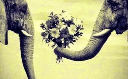 ����� ��������, ������� ����� ������ �������