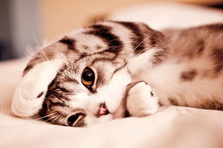 ������ ����� ������� �� ������� ����� ��������