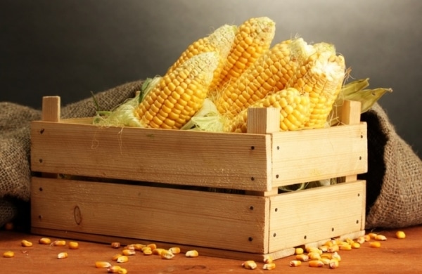 Как правильно сварить кукурузу: оригинальный сливочный рецепт