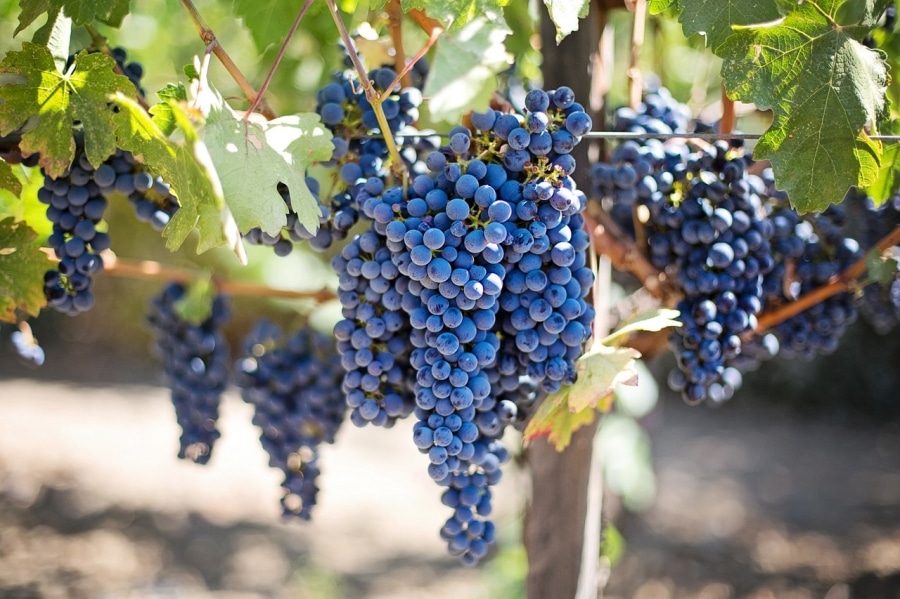 Почему полезно есть виноград